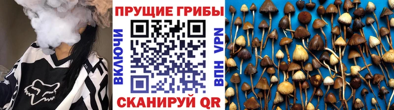 Псилоцибиновые грибы мицелий  где купить   Суджа 